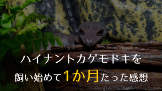 多湿系ビバリウムをつくるなら アクアライフ 7月号 18年 がオススメ イチヒラ