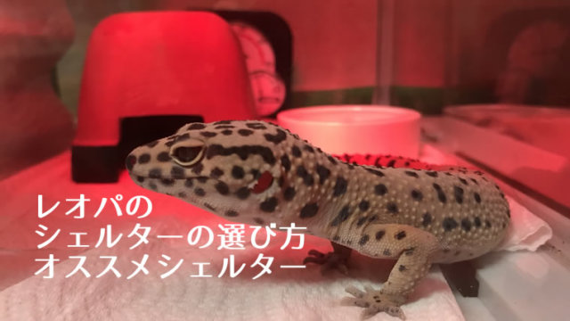 19年版 レオパ ヒョウモントカゲモドキ 小型爬虫類を飼うのにオススメのケージ9選 イチヒラ